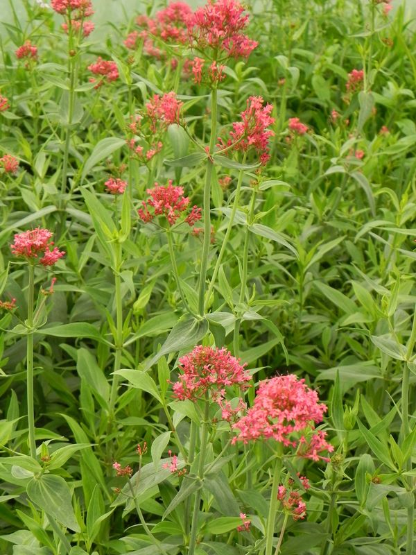 Centranthus ruber ‘Coccineus’