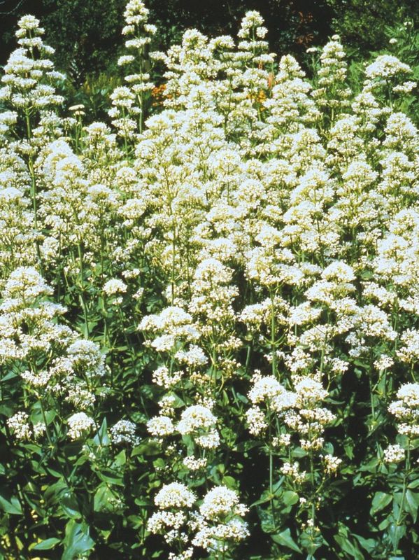 Centranthus ruber ‘Albus’