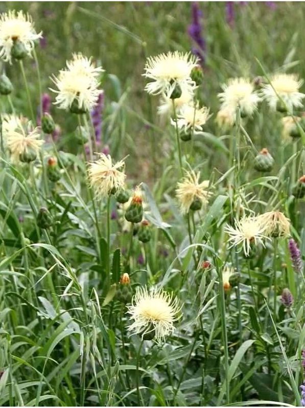 Centaurea ruthenica