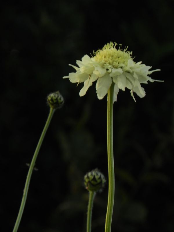 Cephalaria gigantea