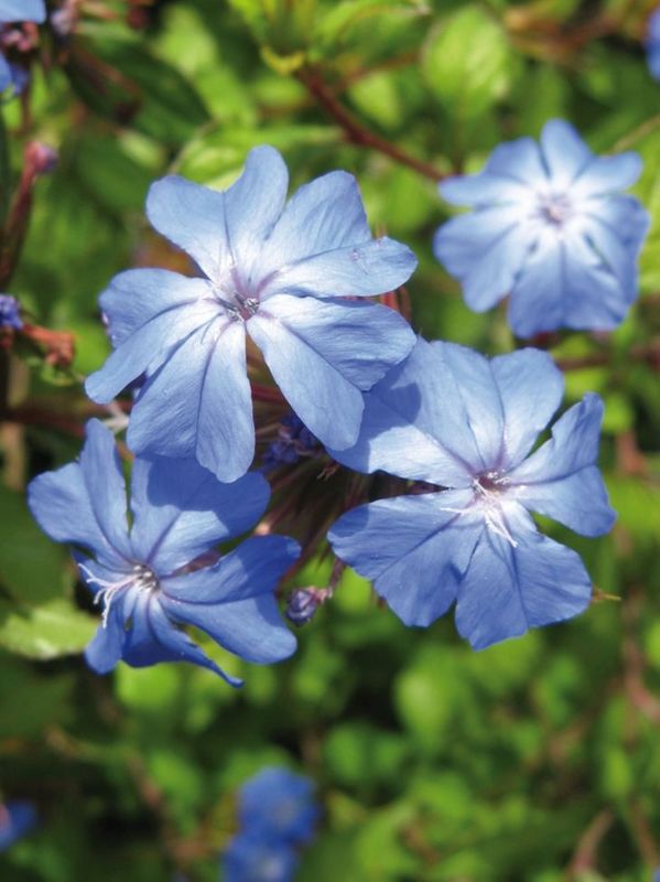 Ceratostigma plumbaginoides ‘Gentian Blue’