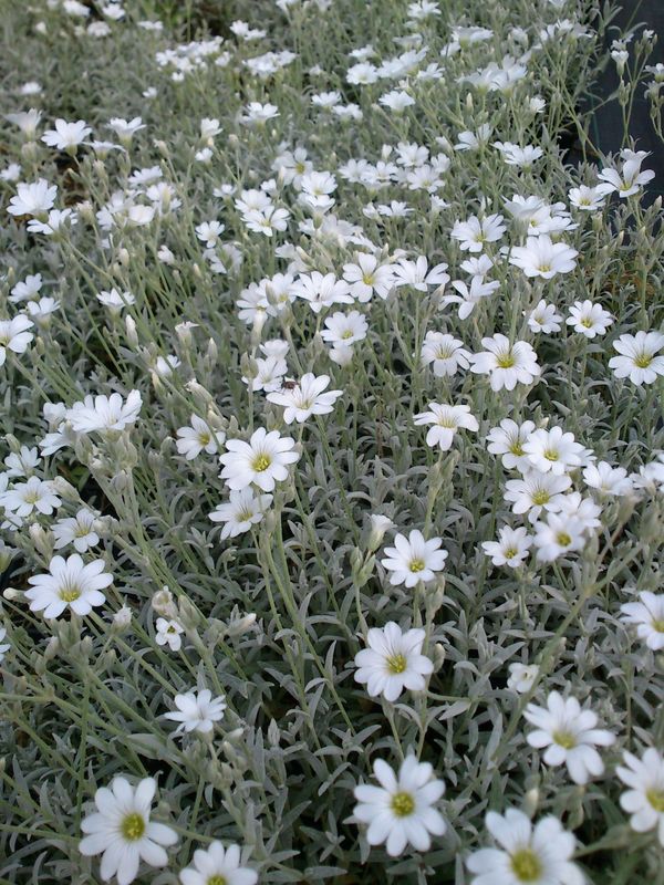 Cerastium tomentosum ‘var. columnae Silver Carpet’