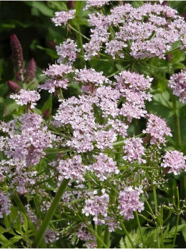 Chaerophyllum hirsutum ‘Roseum’