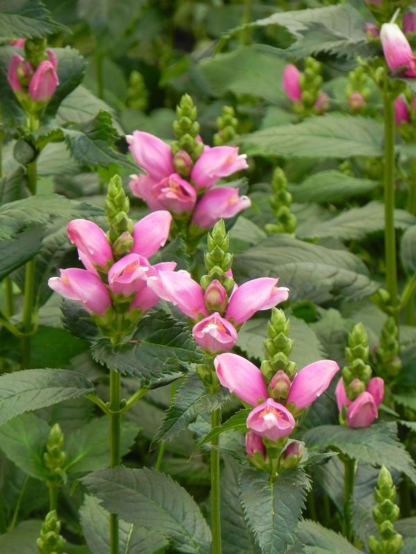 Chelone obliqua