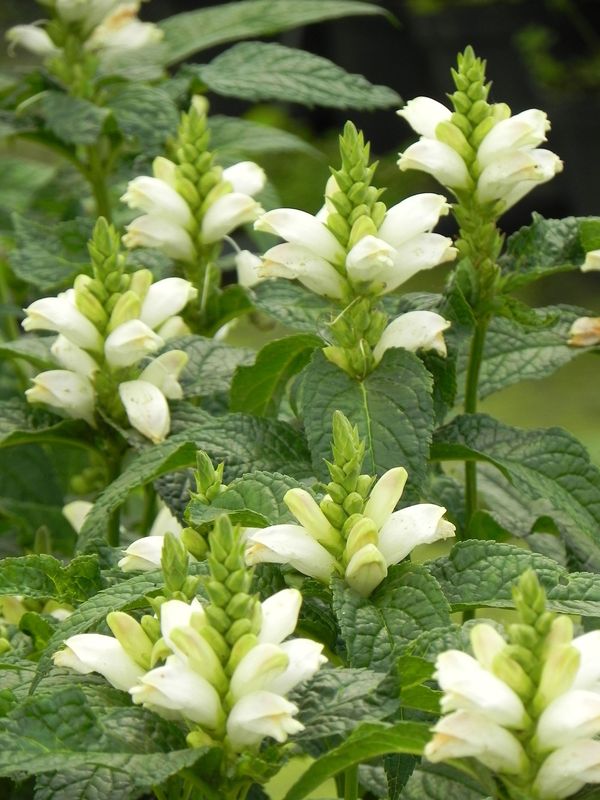 Chelone obliqua ‘Alba’