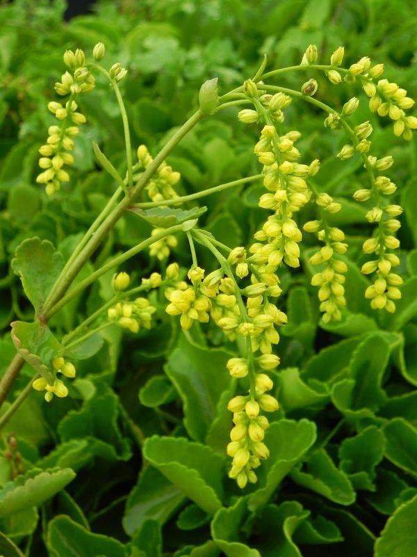 Chiastophyllum oppositifolium