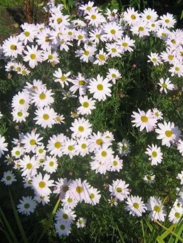 Chrysanthemum arcticum