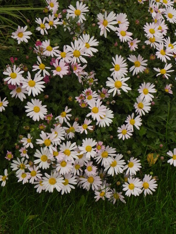Chrysanthemum arcticum ‘Roseum’