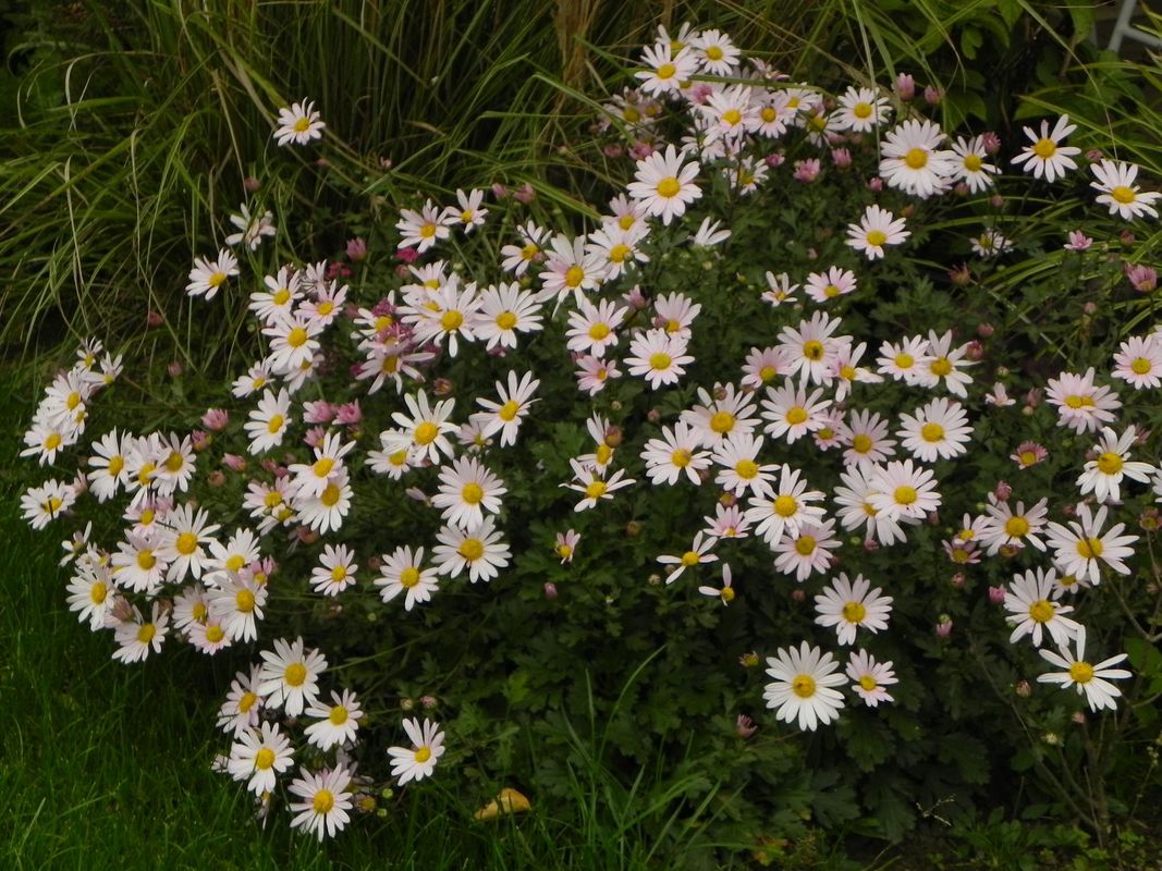 Chrysanthemum arcticum ‘Roseum’