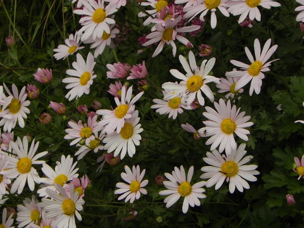 Chrysanthemum arcticum ‘Roseum’