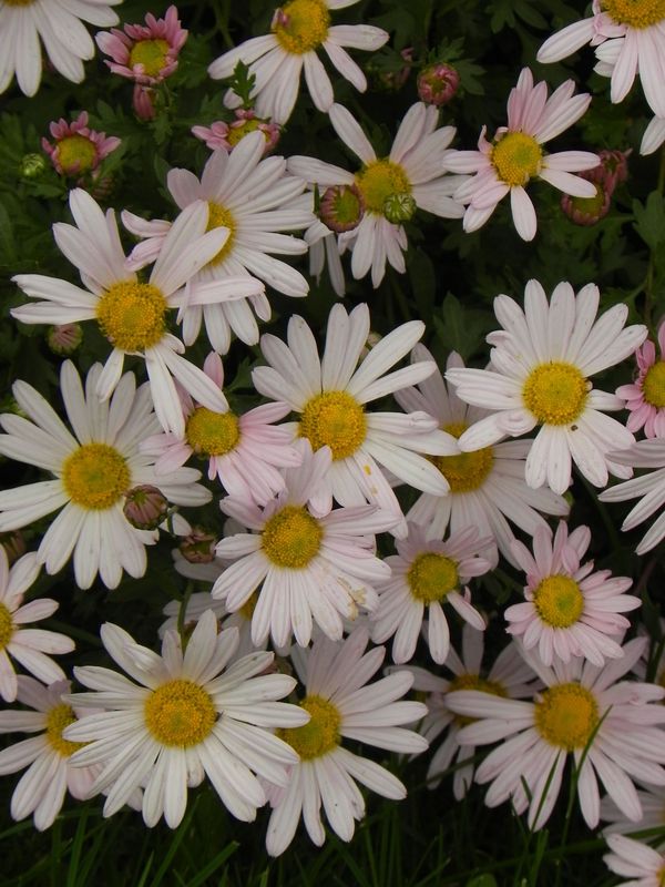 Chrysanthemum arcticum ‘Roseum’