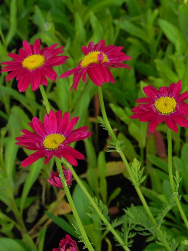 Chrysanthemum coccineum ‘Robinson Red’