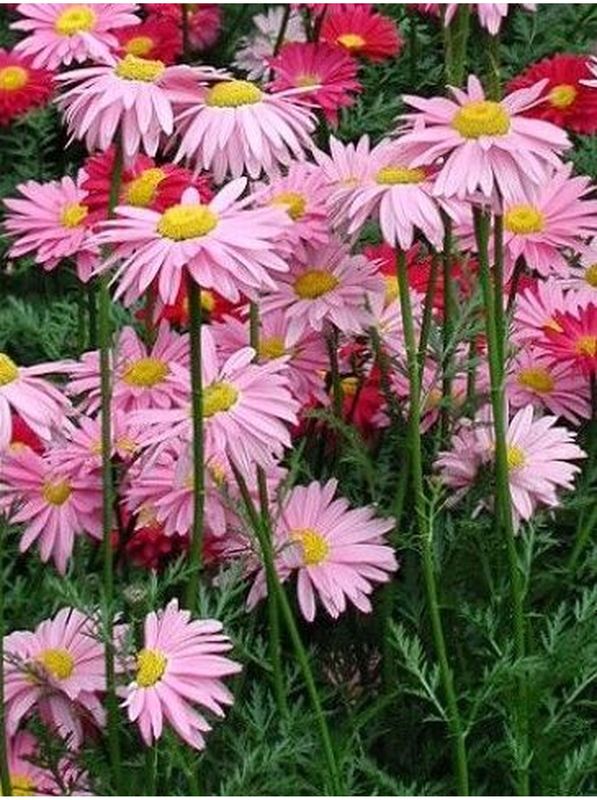 Chrysanthemum coccineum ‘Robinson Rose’