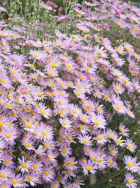 Chrysanthemum rubellum ‘Clara Curtis’