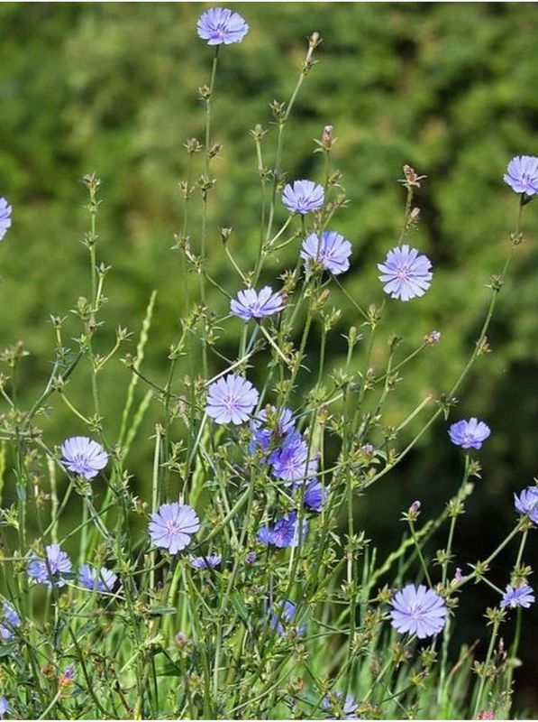 Cichorium intybus