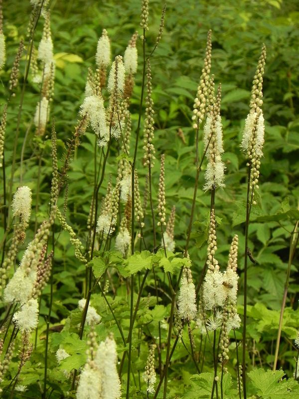 Cimicifuga racemosa ‘var. Cordifolia’