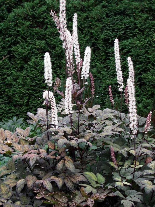 Cimicifuga ramosa ‘Atropurpurea’
