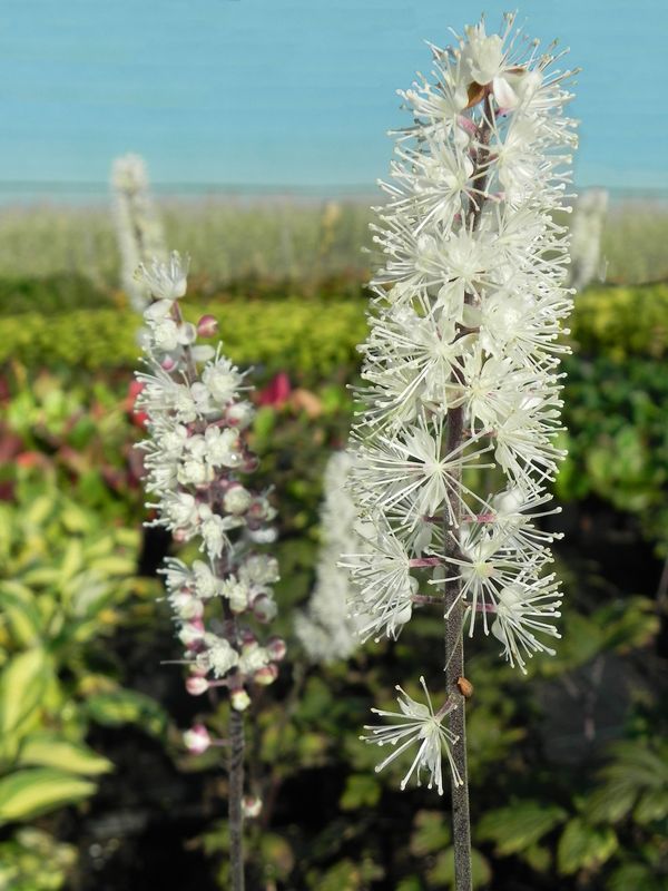 Cimicifuga ramosa ‘Atropurpurea’