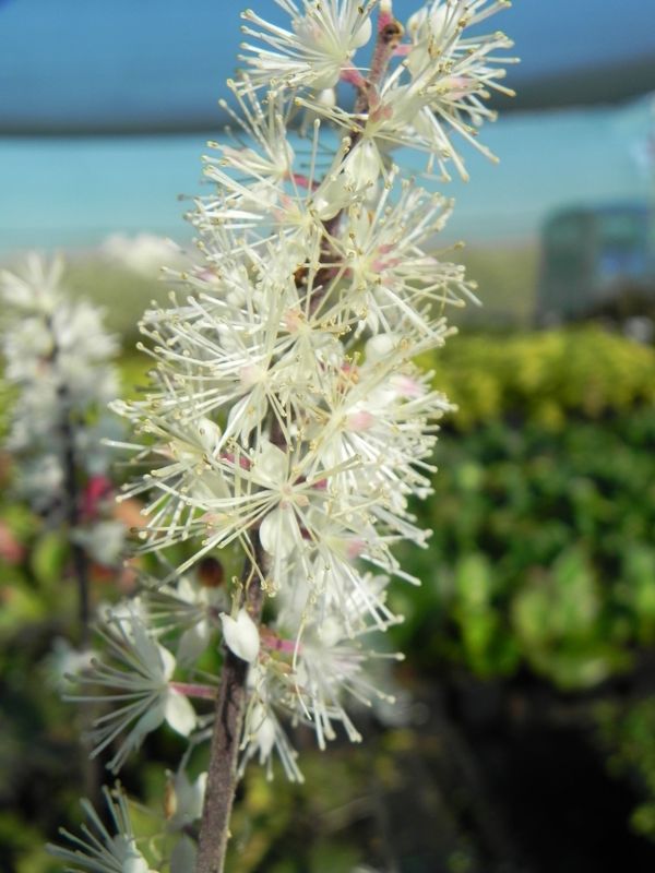 Cimicifuga ramosa ‘Atropurpurea’
