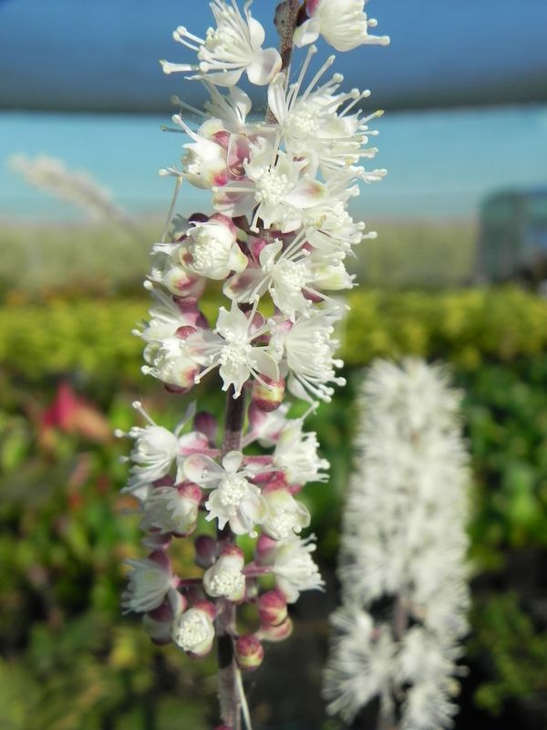 Cimicifuga ramosa ‘Atropurpurea’