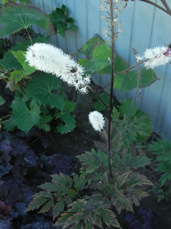Cimicifuga ramosa ‘Atropurpurea’