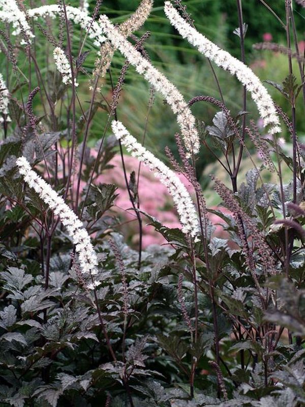 Cimicifuga ramosa ‘Brunette’