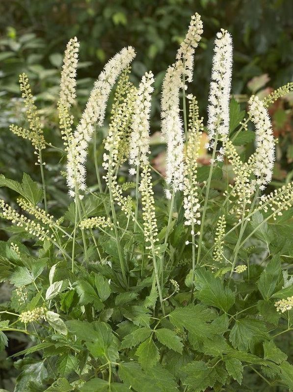 Cimicifuga simplex ‘White Pearl’