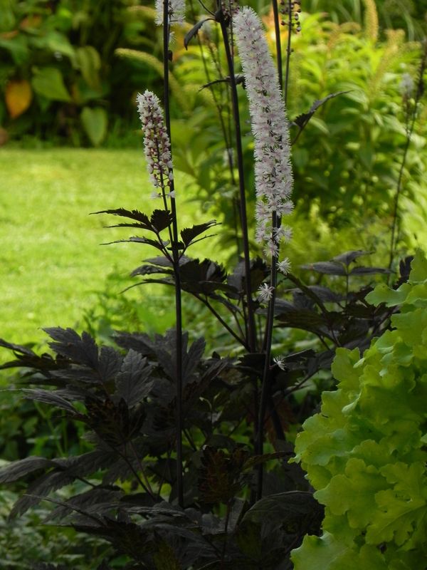 Cimicifuga x ‘Chocoholic’
