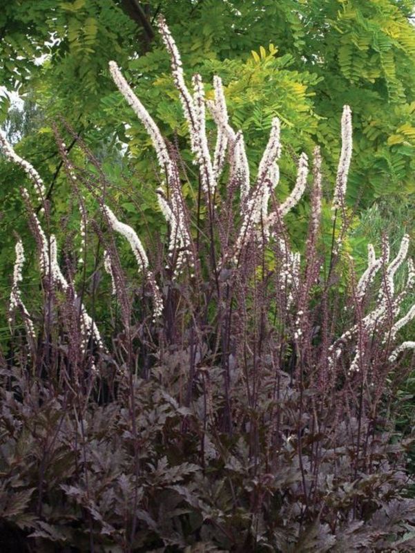 Cimicifuga x ‘Pink Spike’