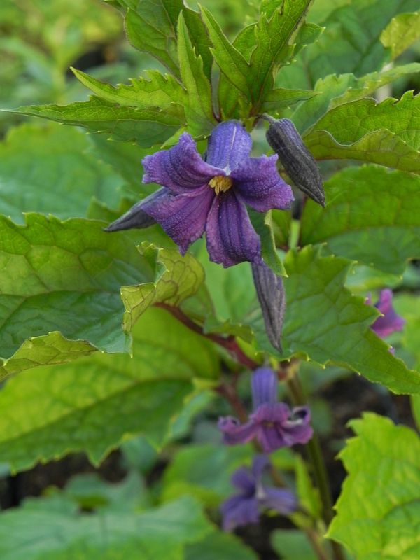 Clematis heracleifolia