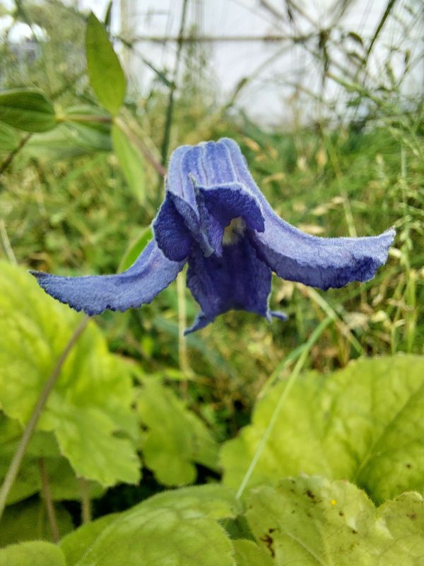 Clematis integrifolia ‘Blue Ribbons’