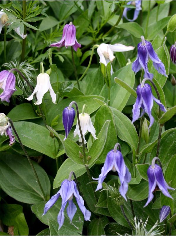 Clematis integrifolia ‘Mongolian Bells®’
