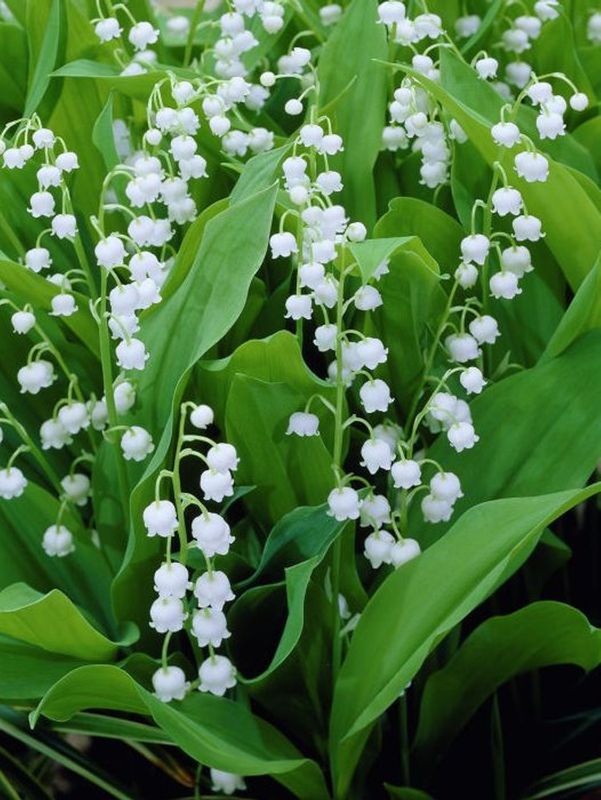 Convallaria majalis