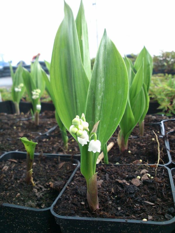 Convallaria majalis