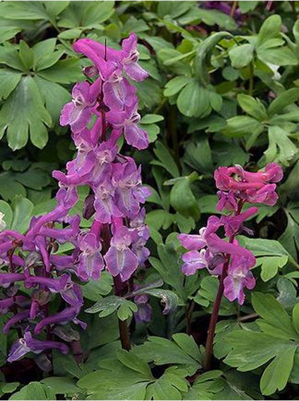 Corydalis cava