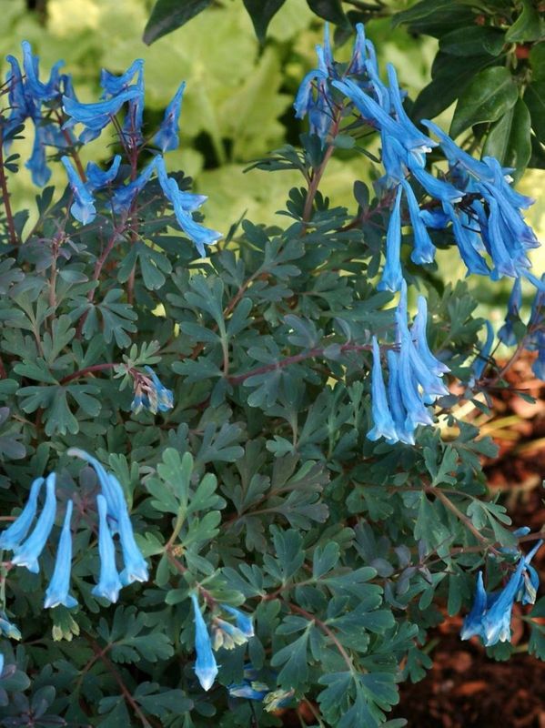 Corydalis curviflora ‘Blue Heron’