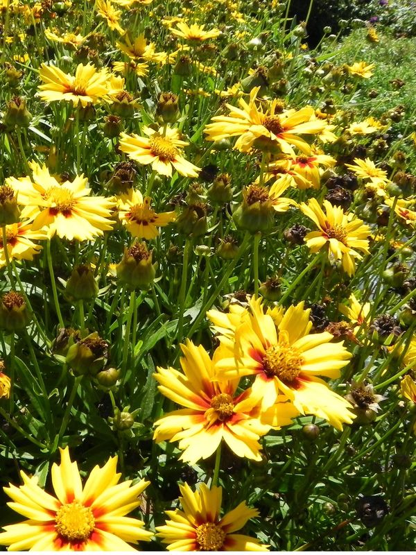 Coreopsis grandiflora ‘Baby Gold’