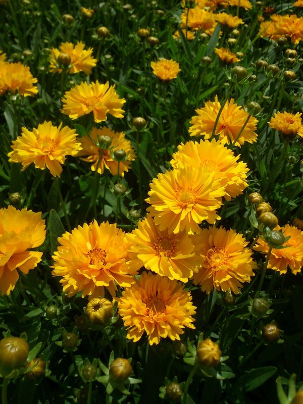 Coreopsis grandiflora ‘Sunray’