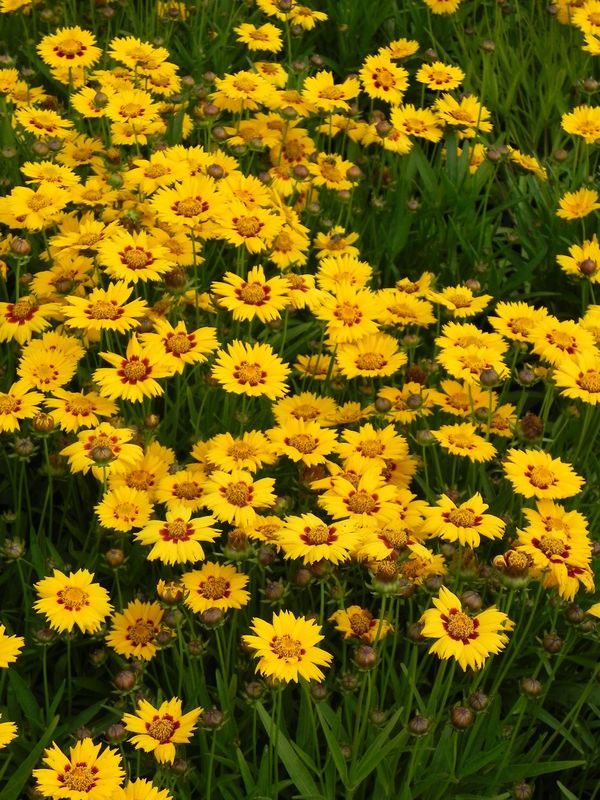 Coreopsis grandiflora ‘Sunfire’