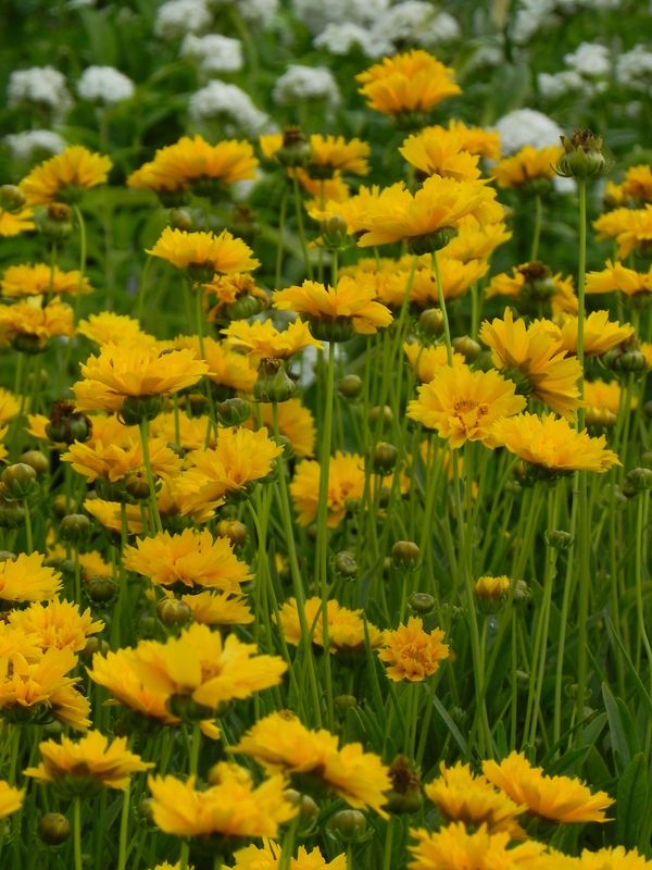 Coreopsis grandiflora ‘Early Sunrise’