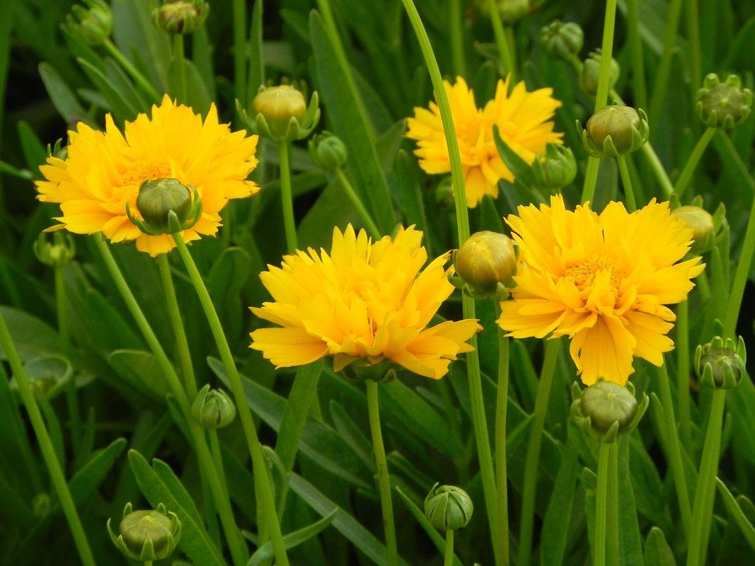 Coreopsis grandiflora ‘Early Sunrise’