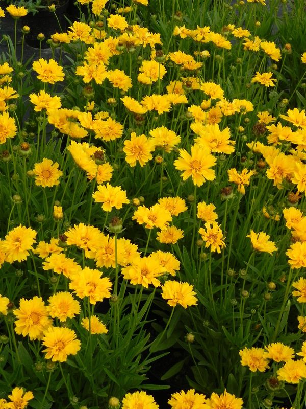 Coreopsis grandiflora ‘Early Sunrise’