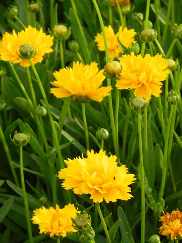 Coreopsis grandiflora ‘Early Sunrise’