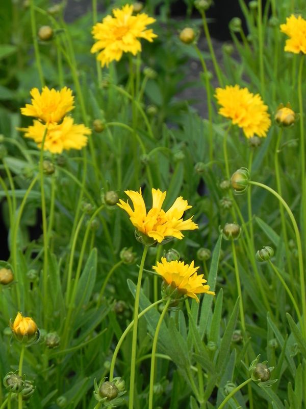 Coreopsis grandiflora ‘Early Sunrise’