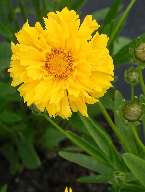 Coreopsis grandiflora ‘Early Sunrise’