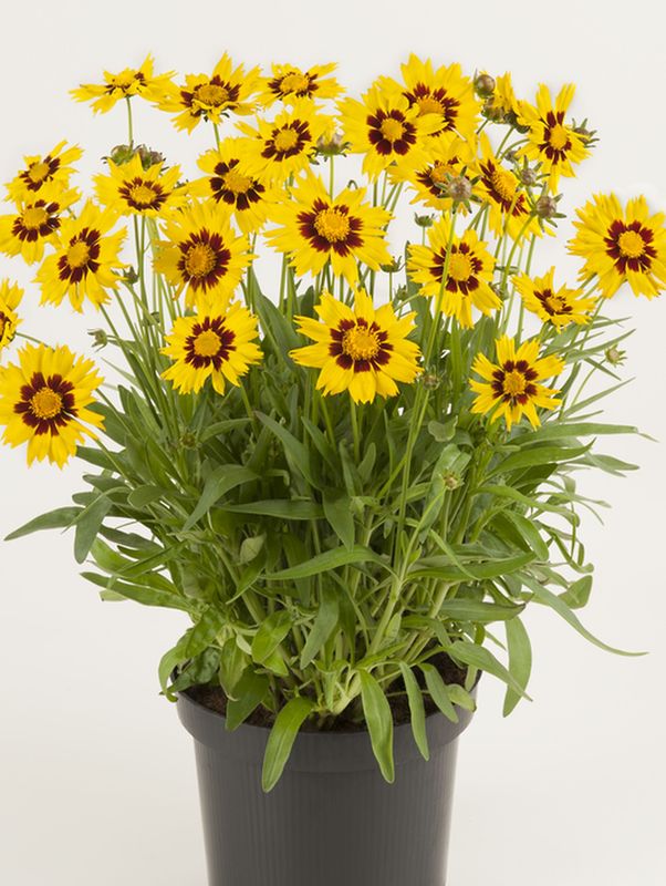 Coreopsis grandiflora ‘SunKiss’