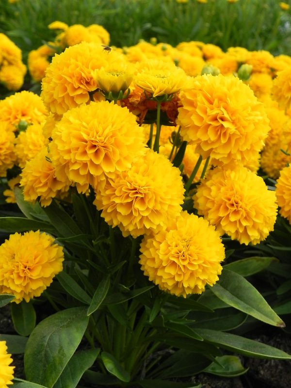 Coreopsis grandiflora ‘Solanna Golden Sphere’