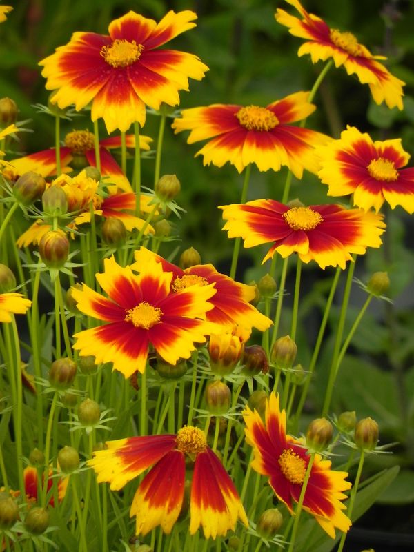 Coreopsis grandiflora ‘UpTick Gold & Bronze’