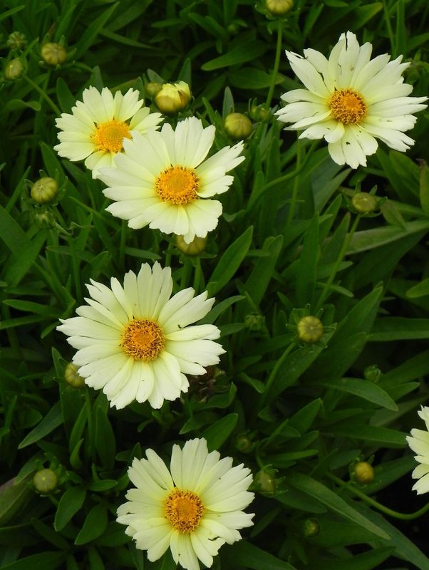 Coreopsis grandiflora ‘UpTick Cream’
