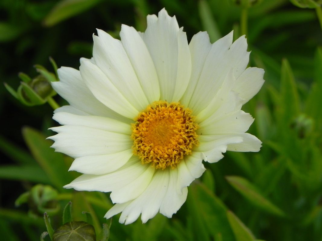 Coreopsis grandiflora ‘UpTick Cream’